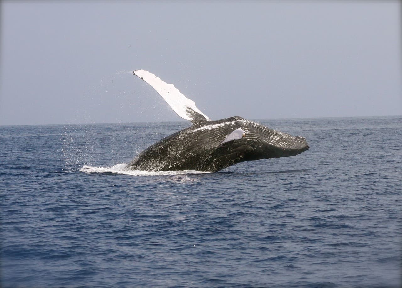 Whale Spotting Near Wrightsville Beach