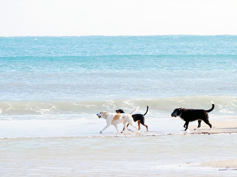 Plan the Perfect Beach Day With Your Pet on Wrightsville Beach