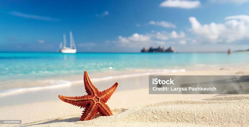 Starfish resting on the sand with the ocean behind it